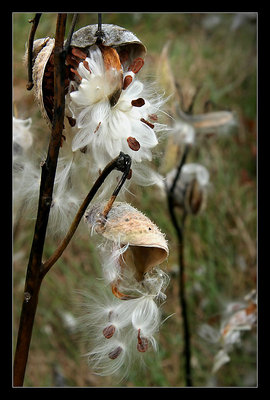 To Seed