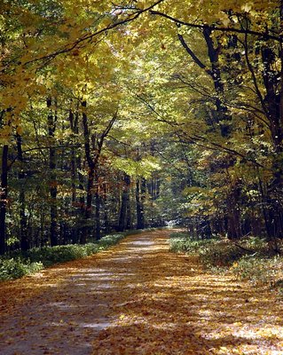 An Autumn Path