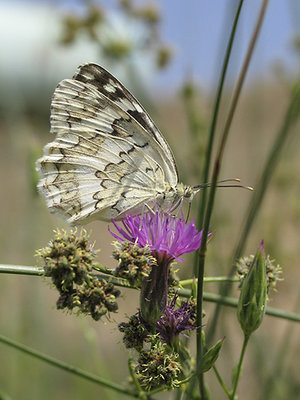 Butterfly & Flower