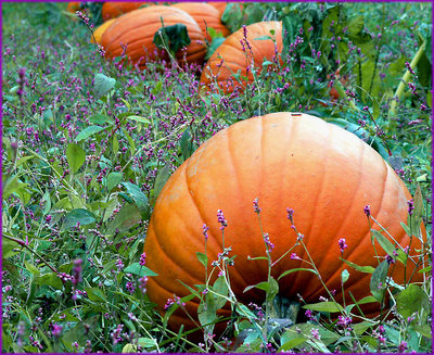 Pumpkin Patch