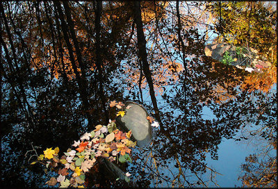 Fall Leaves on a Reflection