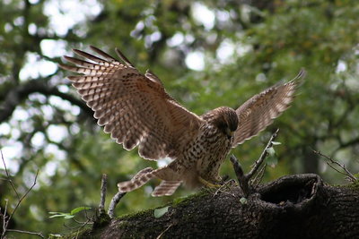 Immature Sharp Shinned Hawk