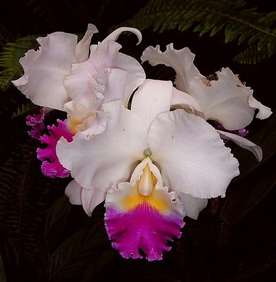 orchids