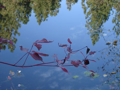 Red & Reflection