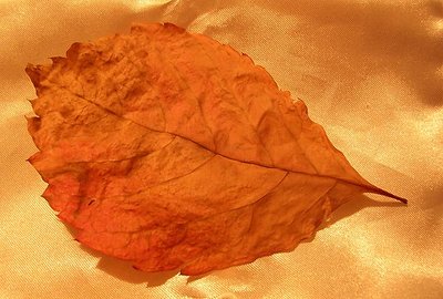 just a leaf....