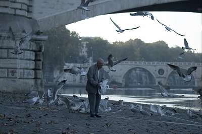 Marcello. Gull's Friends