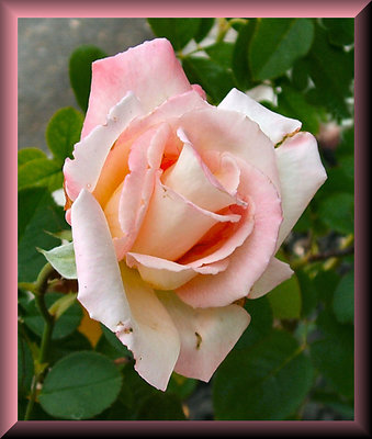 Chicage Peace Rose