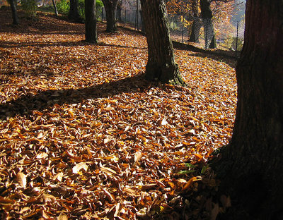 Tappeto di foglie
