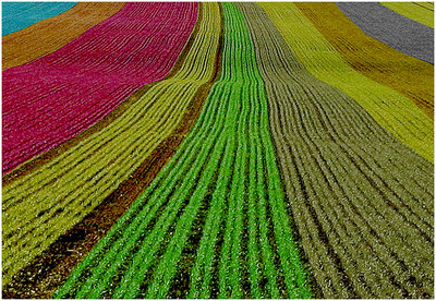 field of colour