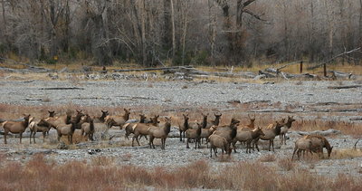 Herd of Elk