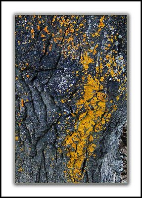 Tree Bark & Mold