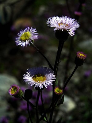 WILD FLOWERS