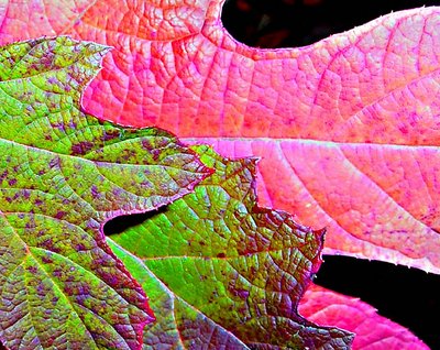 Autumn Pastel