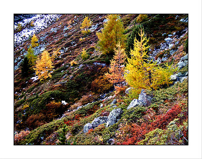 Alp's Autumn.4