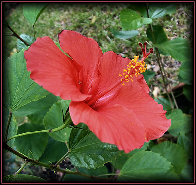 Red Hibiscus