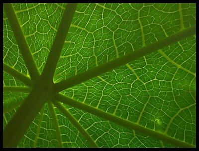 Green umbrella