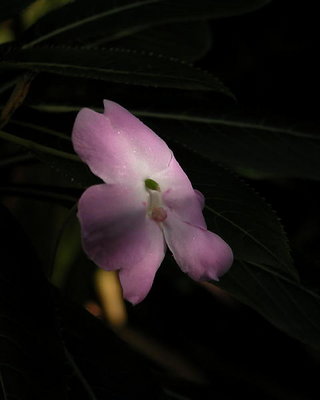 Flower in Shadow