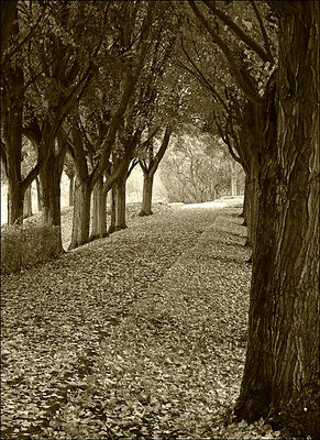 Tunnel of Leaves