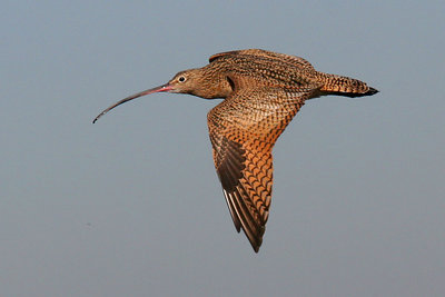 Long-billed Curlew