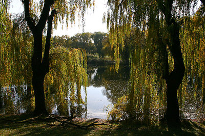 Two Weeping Willows