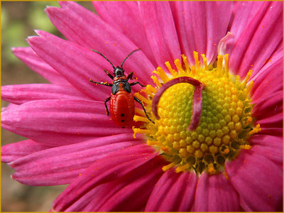 Red on Pink