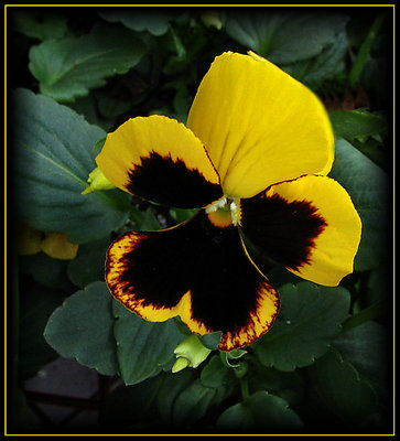 Yellow Pansy