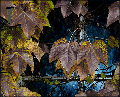 Window Ivy