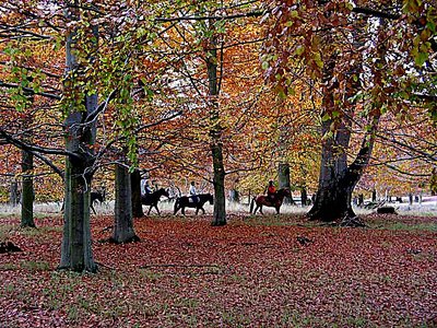 Autumn in nature