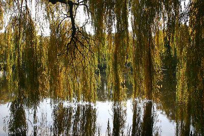 Weeping Willow Curtain