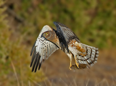 The Harrier and the Mouse