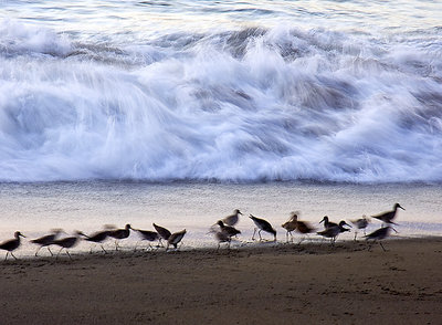 Birds and Surf