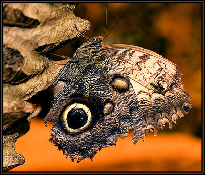 Owl's Eye