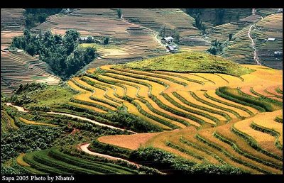 Sapa Vietnam terraced fields