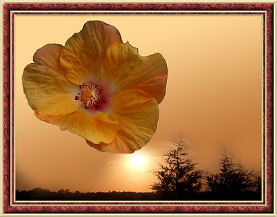Hibiscus in the morning...