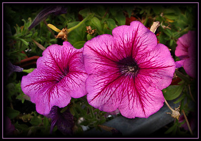 Pink Petunia