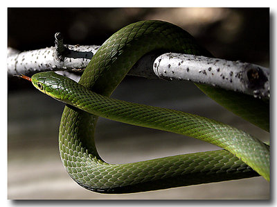 Rough Green Snake