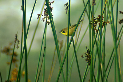 Warbler in the Reeds