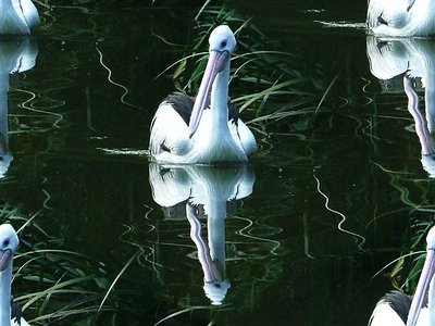pelican mirror mat