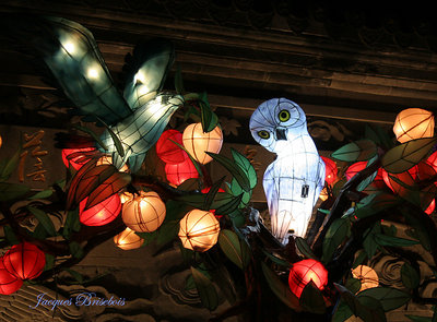chinese lanterns 5