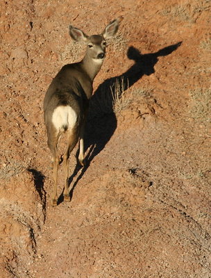 Mule Deer Shadow