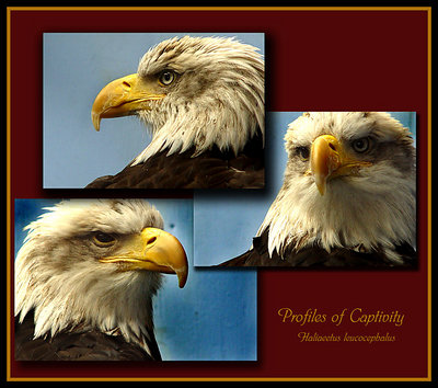 Profiles of Captivity