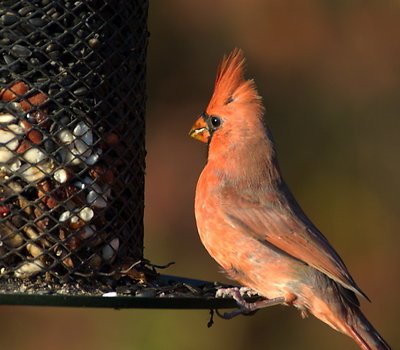 Mr. Cardinal