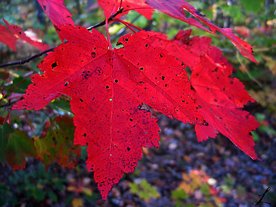 red maple leaf,