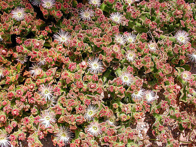 Sea-shore flowers