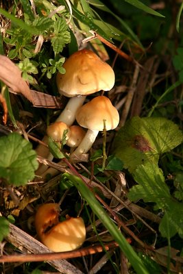 Minute Mushrooms