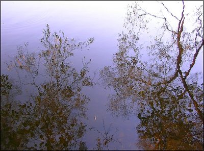 water trees