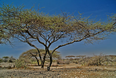The tree (larger size)