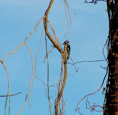 Downy Woodpecker