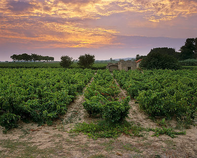 Vineyards of Siran