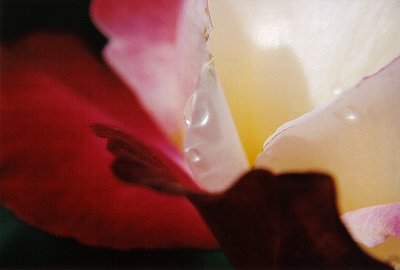 Tears of a Rose